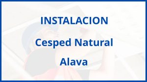 Instalacion De Cesped Natural en Alava